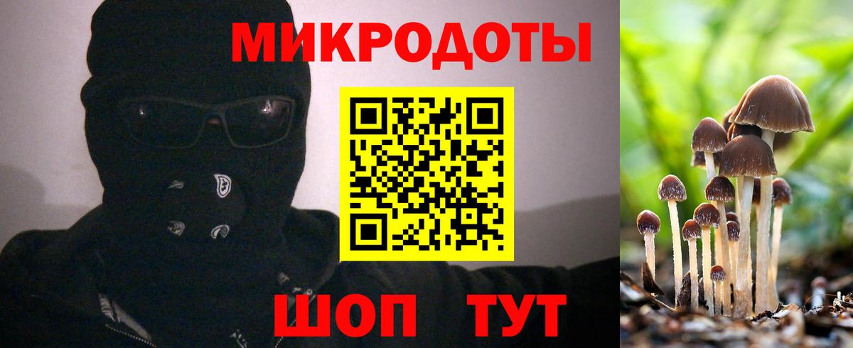 Псилоцибиновые грибы Psilocybine cubensis Апатиты