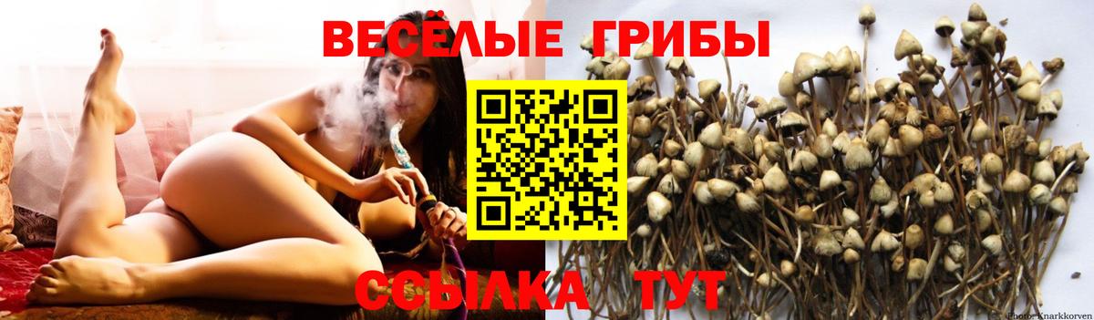 Псилоцибиновые грибы Psilocybe  Псилоцибиновые грибы GOLDEN TEACHER  Апатиты 